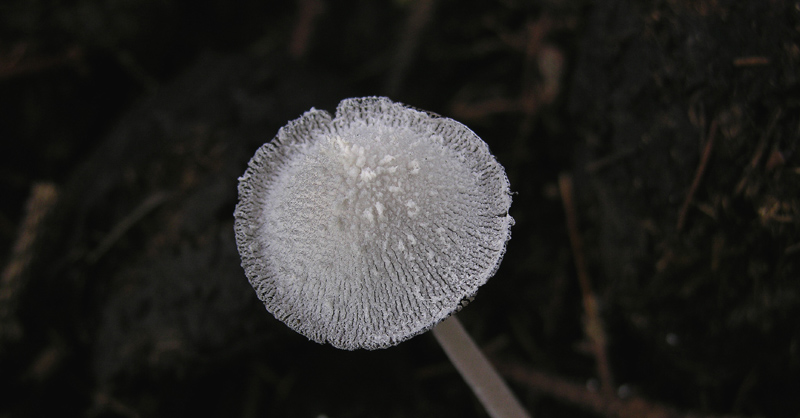 A caccia di fimicoli.
